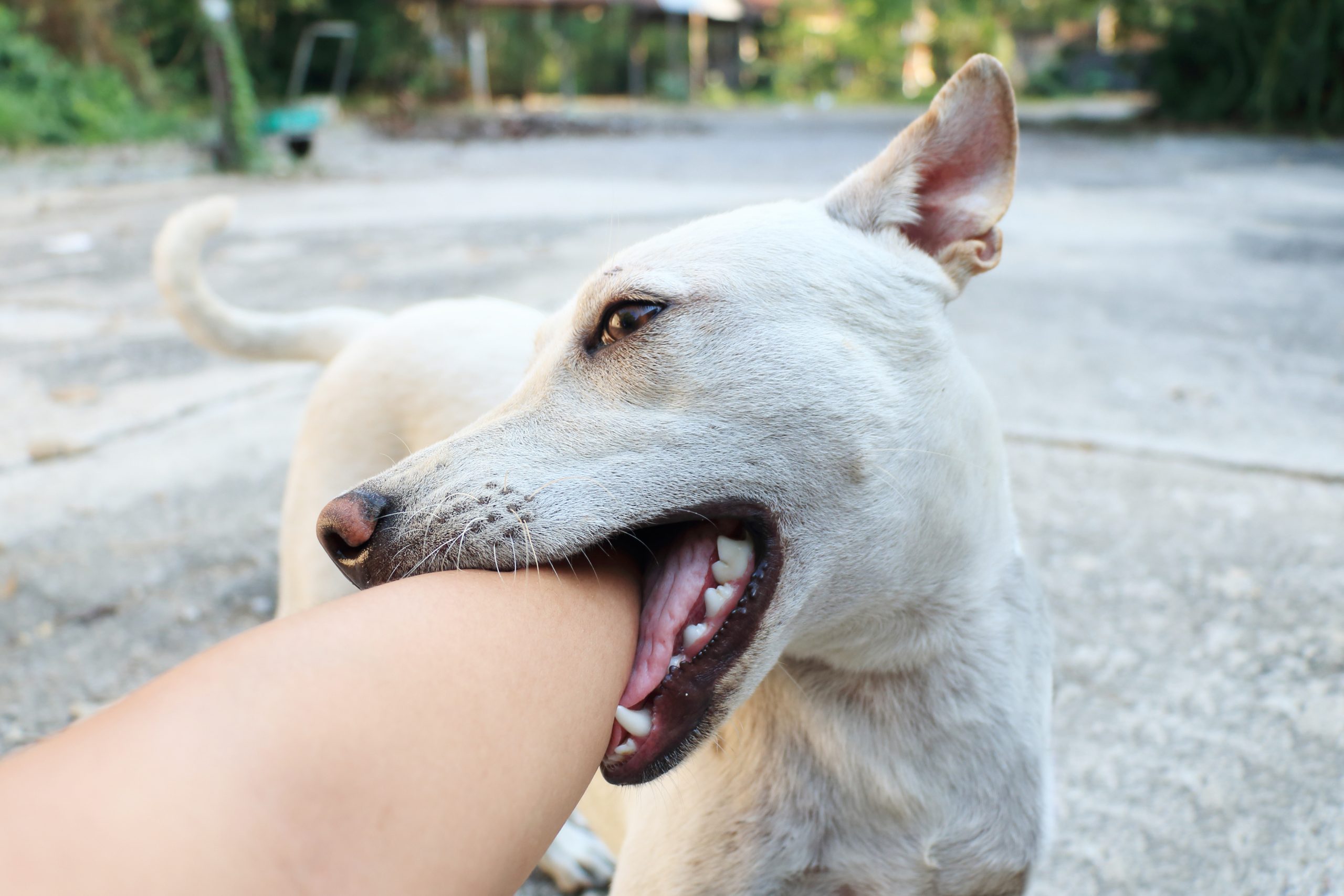 Dream Meaning of Dogs Biting