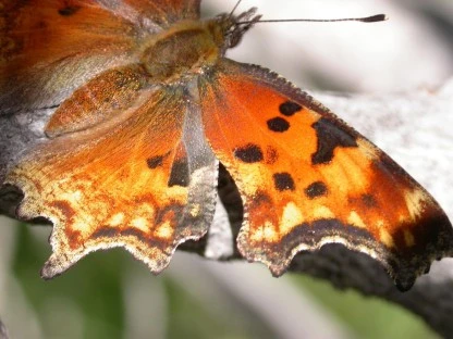 Dream Meaning of A Butterfly