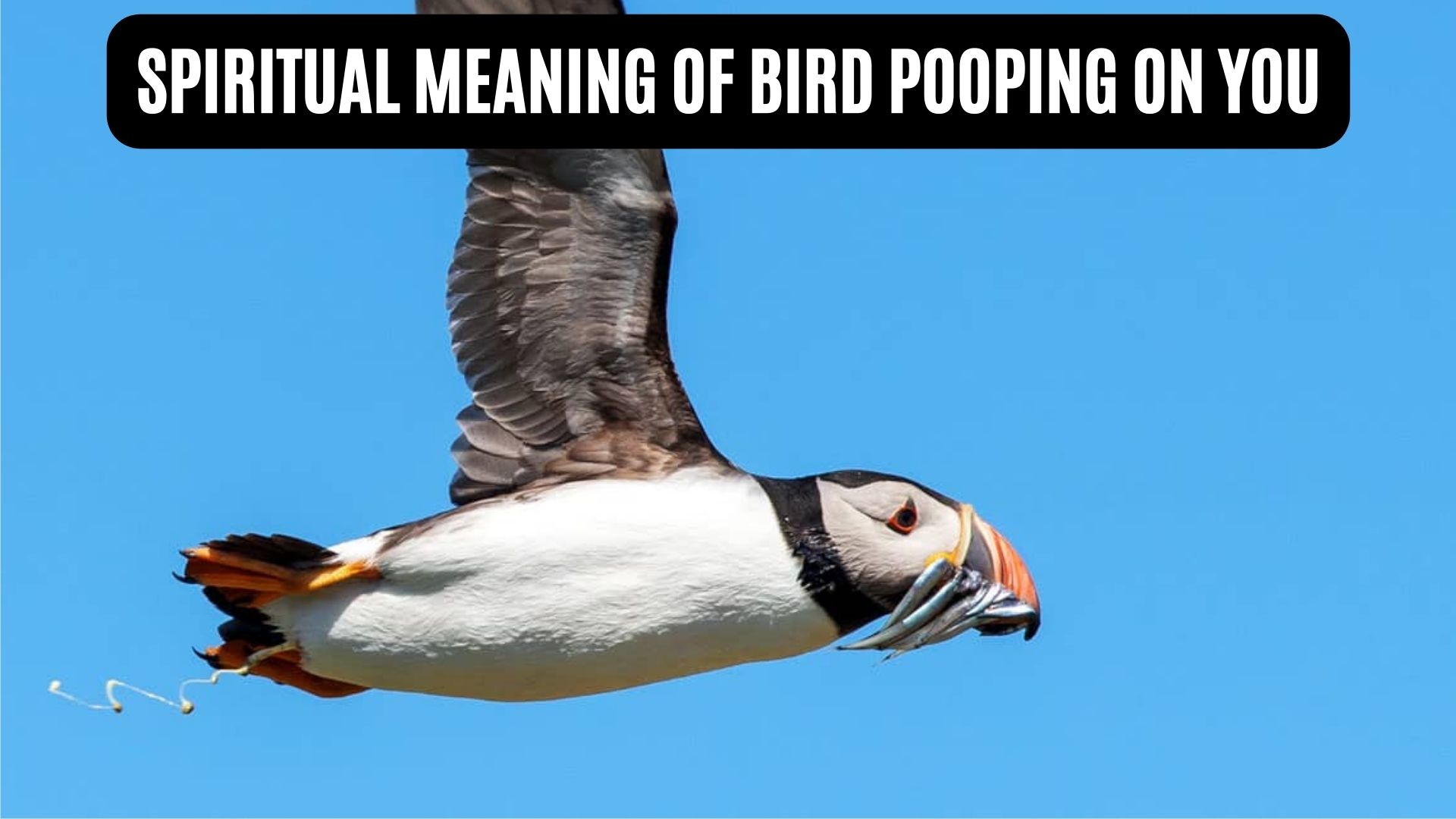 Dream Meaning of Bird Pooping On You