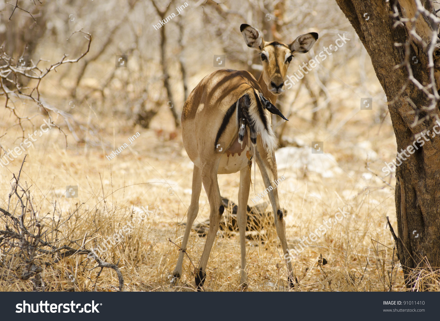 Dream Meaning of Animal Giving Birth
