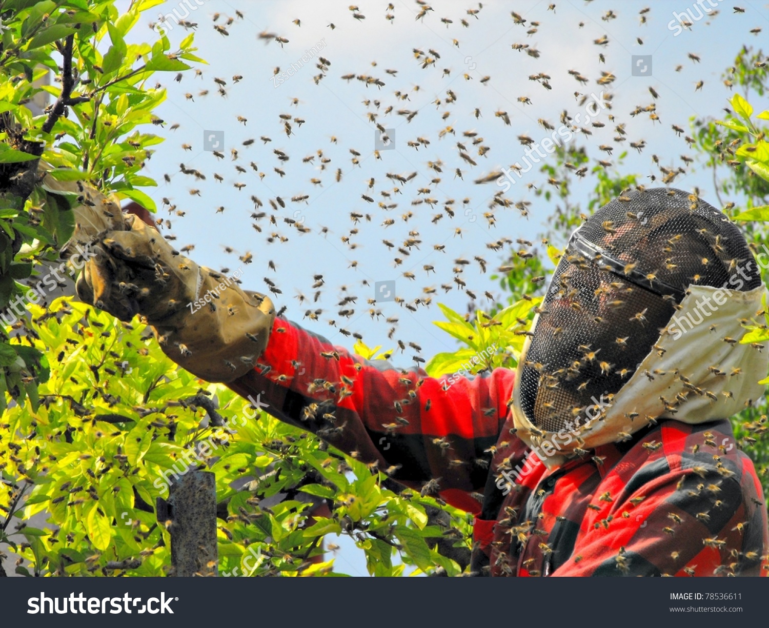 Dream Meaning of Catching A Bee Swarm