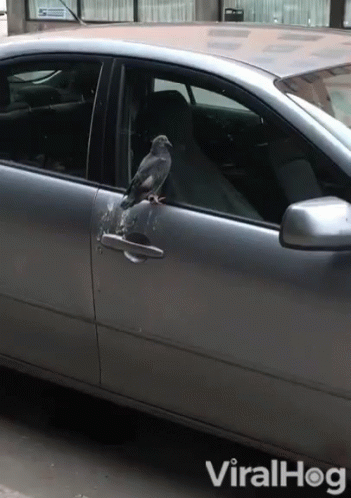 Dream Meaning of Bird Pooping On Your Head