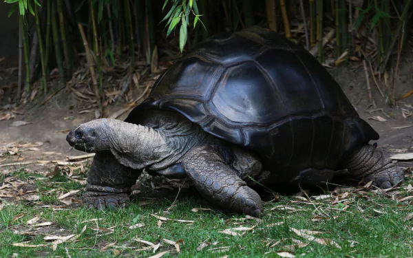 Dream Meaning of Big Tortoise