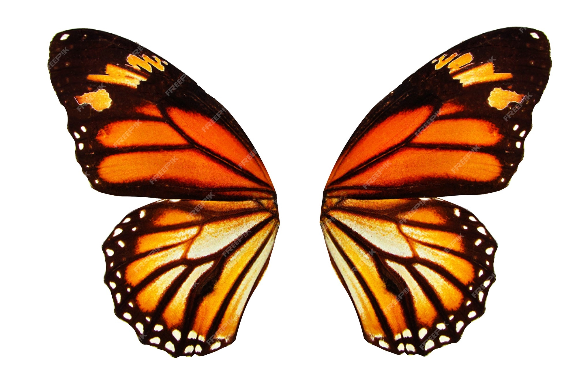 Dream Meaning of Butterfly Wings