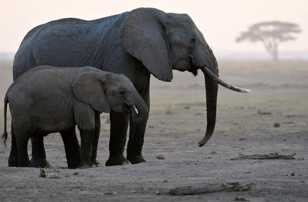 Dream Meaning of An Elephant