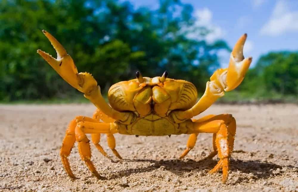 Dream Meaning of Crabs