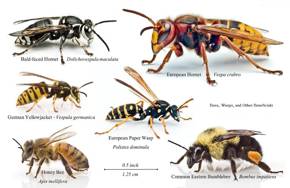 Dream Meaning of Bees And Wasps