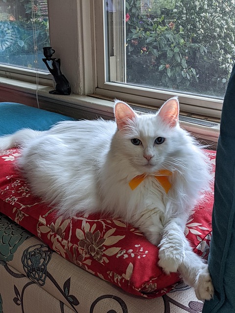 Dream Meaning of A White Cat