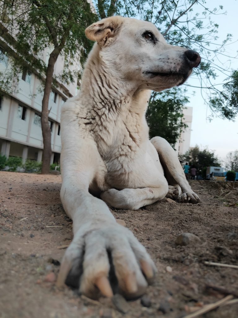 Dream Meaning of A White Dog
