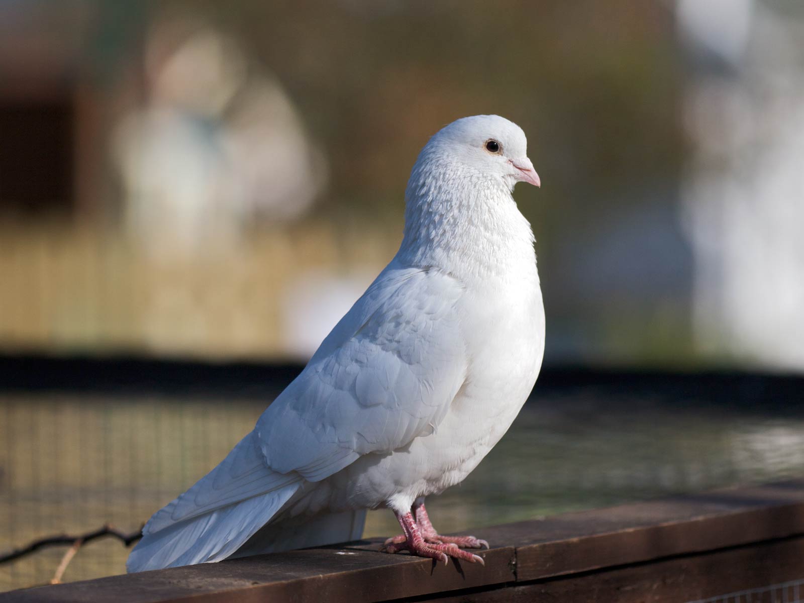 Dream Meaning of A White Dove