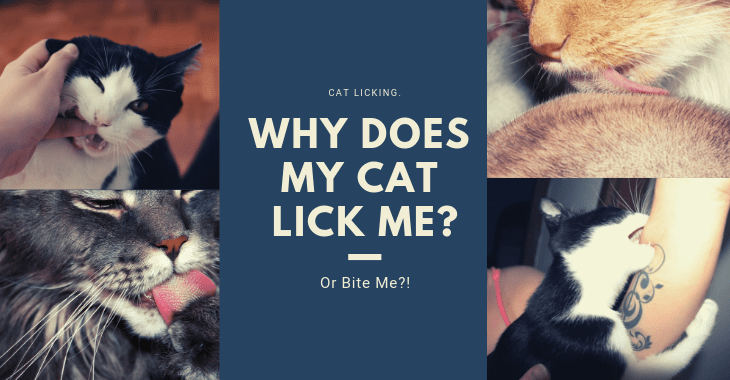 Dream Meaning of A Cat Licking Me
