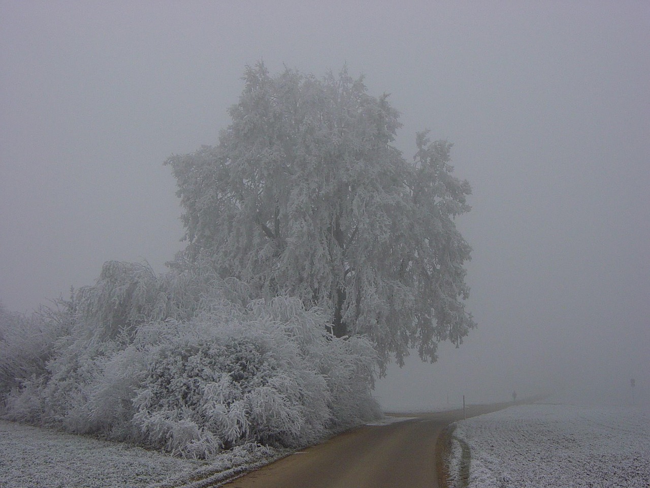 Dream Meaning of A Witches Tree