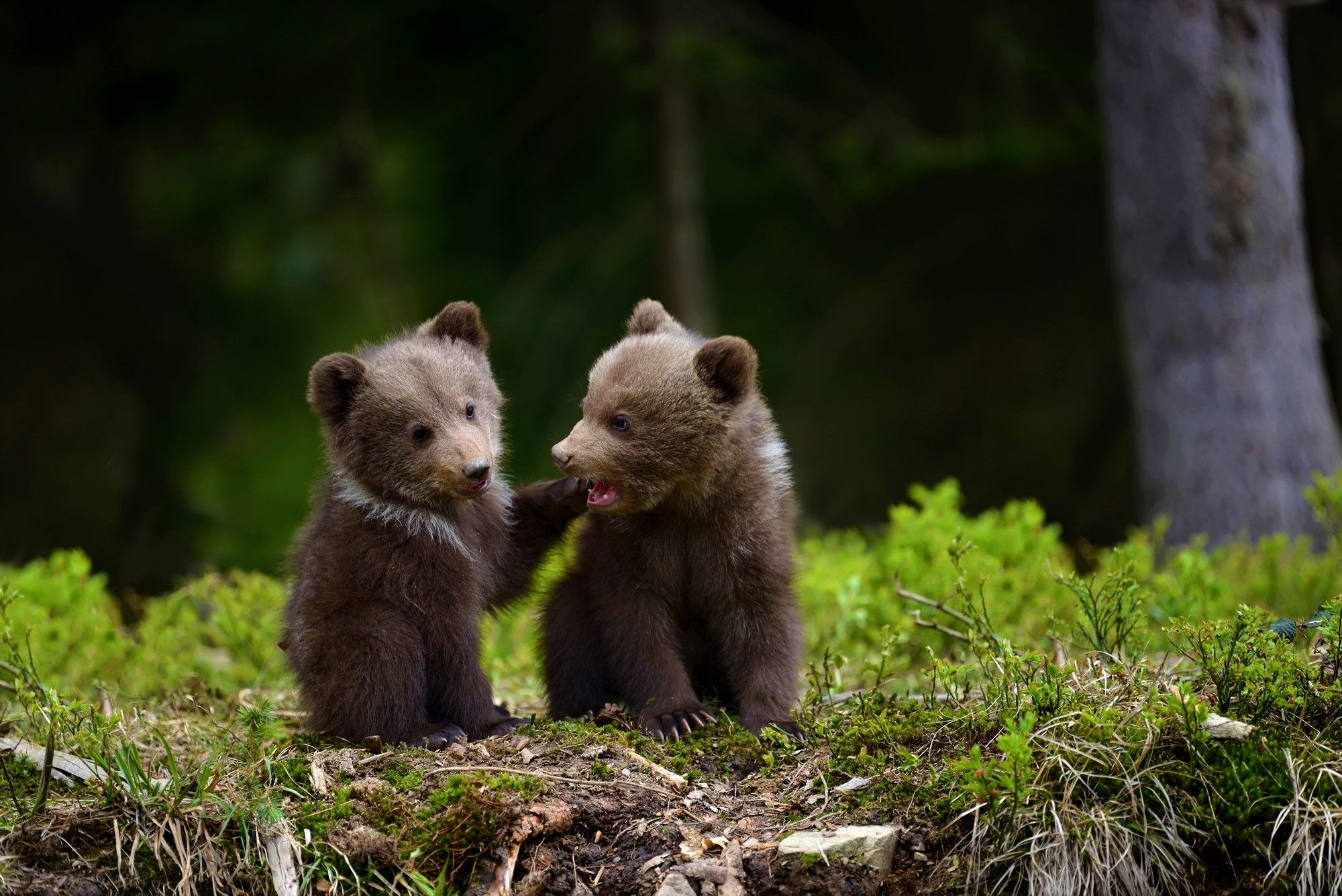 Dream Meaning of Bear Cubs